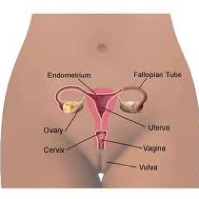 Le sinechie delle piccole labbra