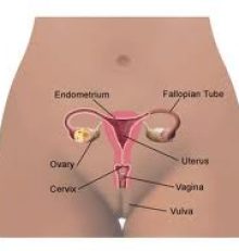 Le sinechie delle piccole labbra